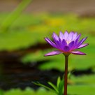 Water Lily 2
